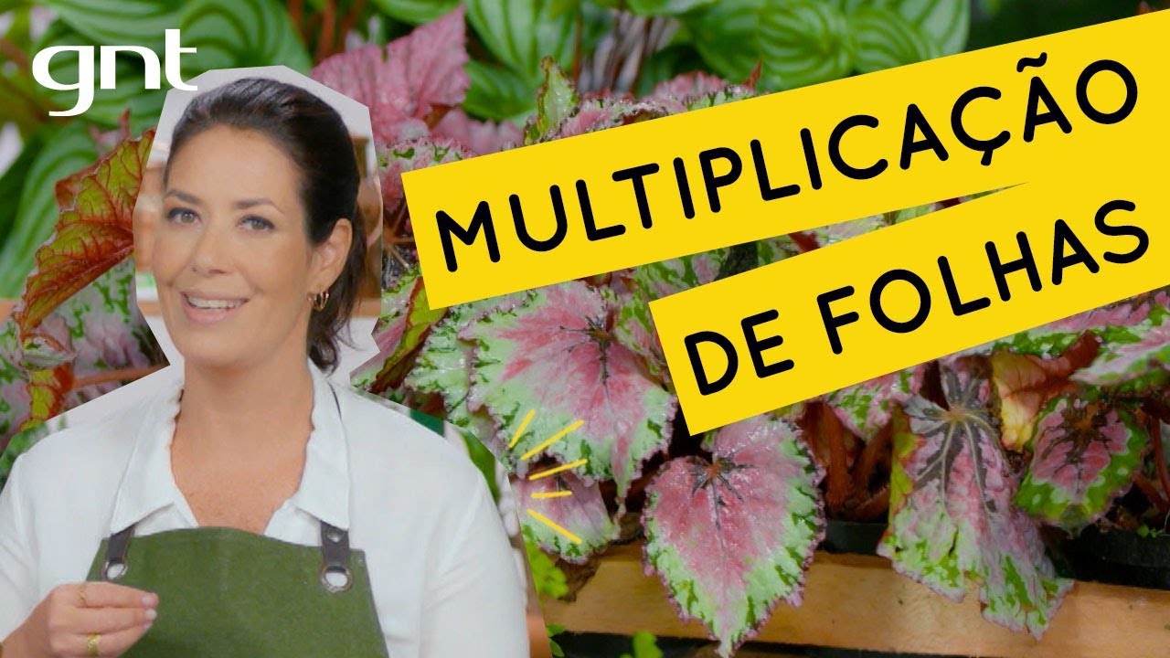 Aprenda a multiplicar folhas de forma fácil | Jardinagem | Gabi Pileggi