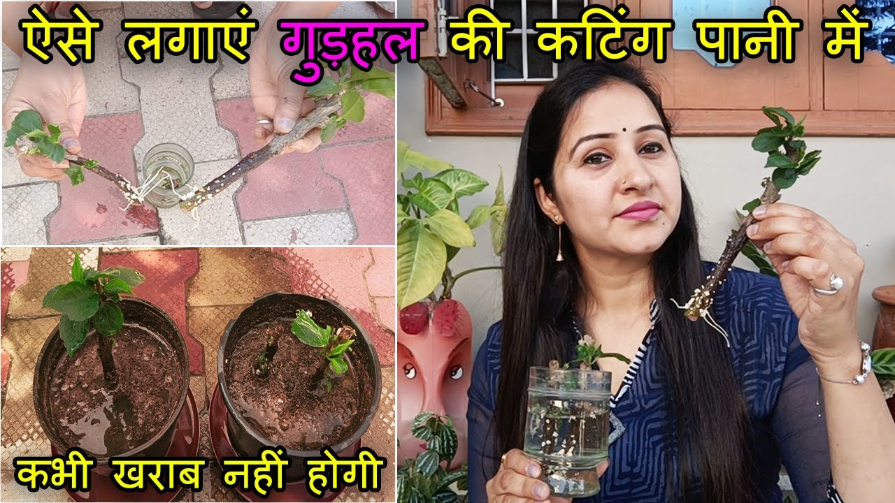 ऐसे लगाएं गुड़हल की कटिंग पानी में | Grow Hibiscus Cutting in Water