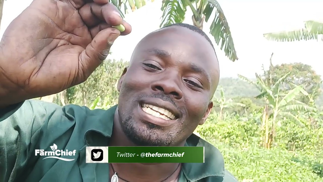 BEANS FARMING IS ONE OF THE MOST EASIEST CROP TO GROW WITH HIGH PROFITS