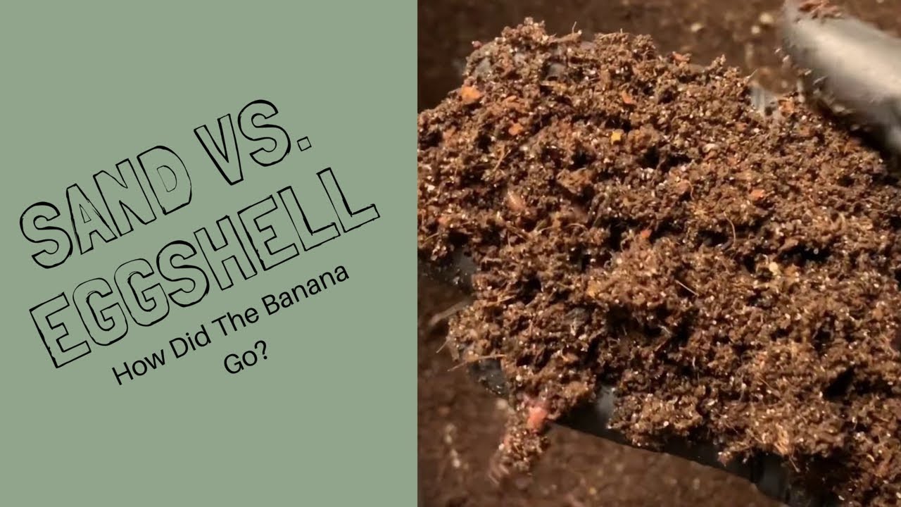 Sand vs. Eggshell Update: Does Calcium Increase Reproduction?