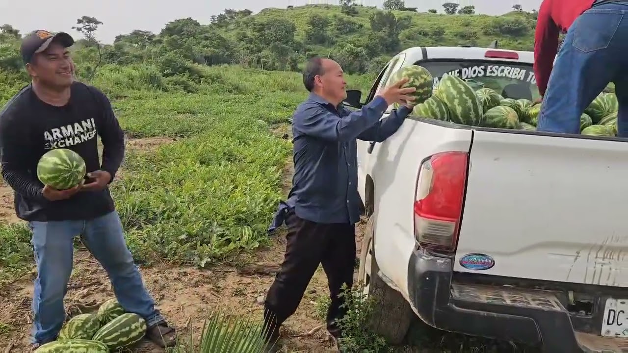 Recuerdo que así trabaje en los estados unidos 🙌 Marcelino Jiménez 