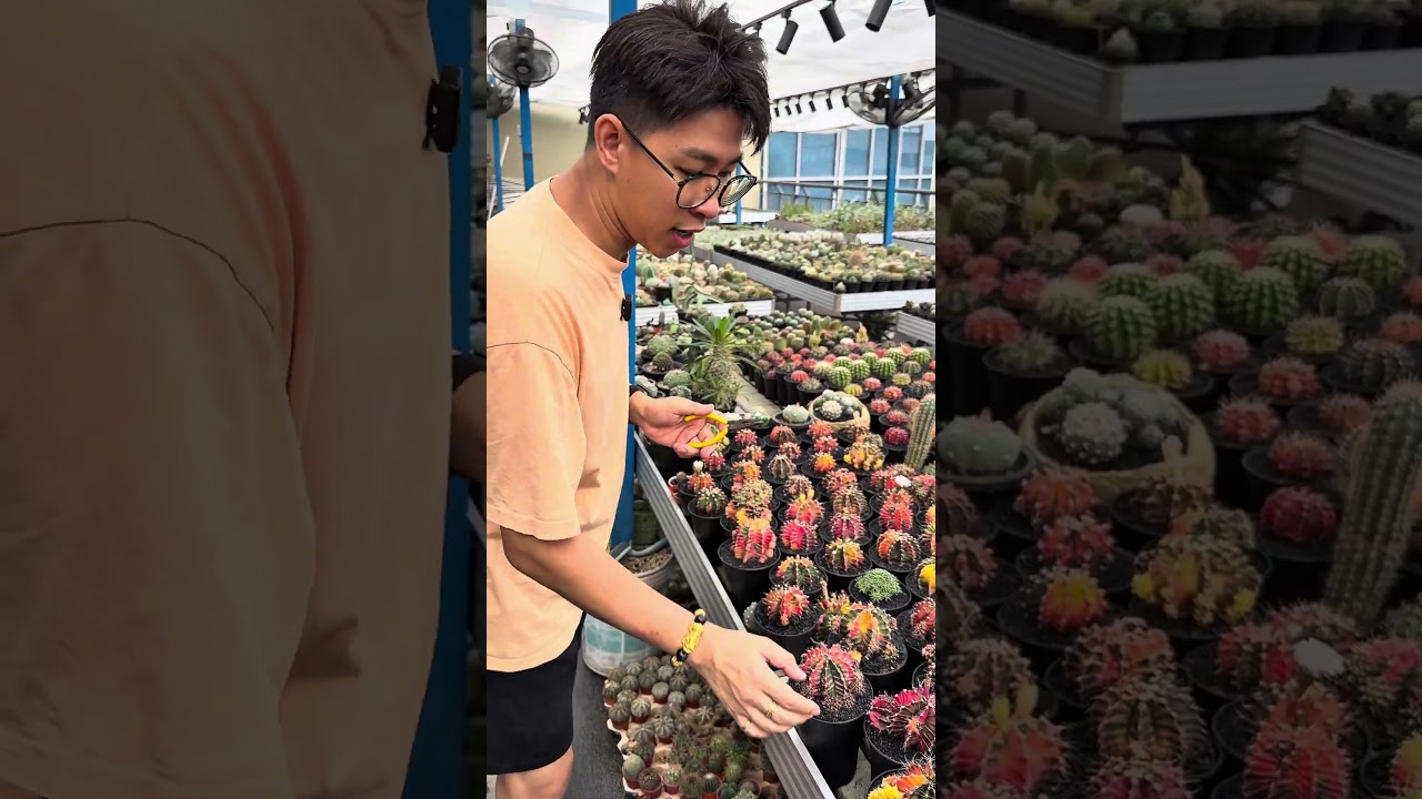 仙人掌三大繁殖方法:授粉,自根,扦插演示 #succulent #cactusgarden #cactus