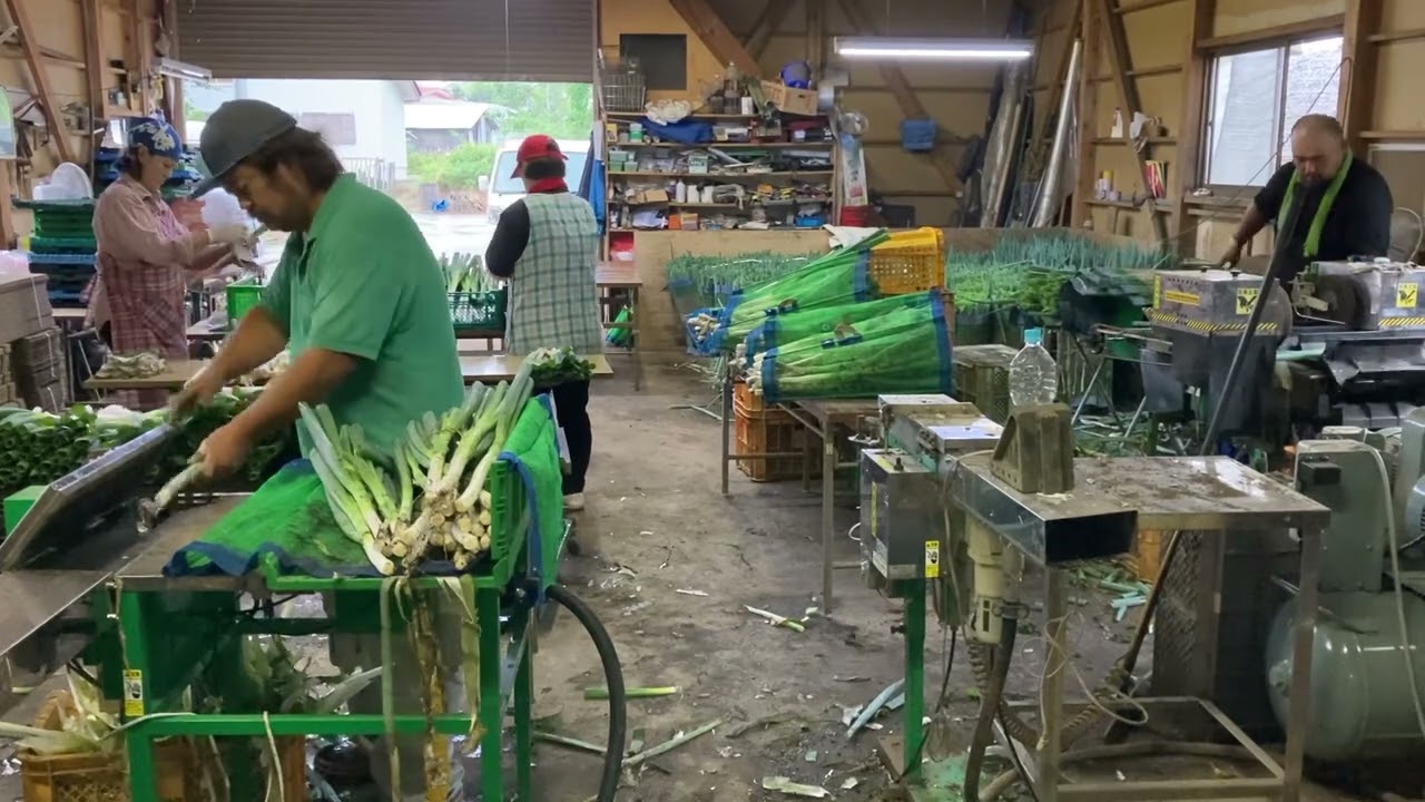 長ねぎ出荷調整作業