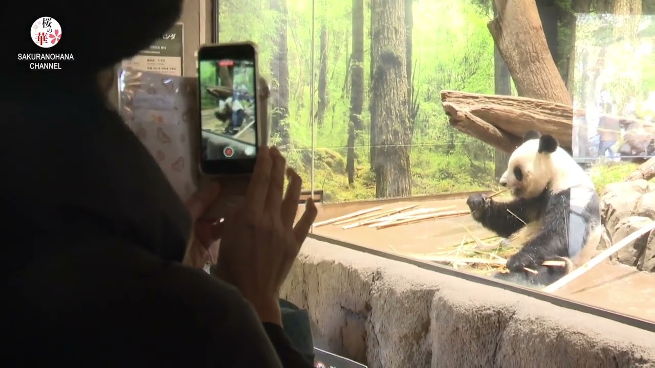 上野動物園の双子のパンダ 1月返還