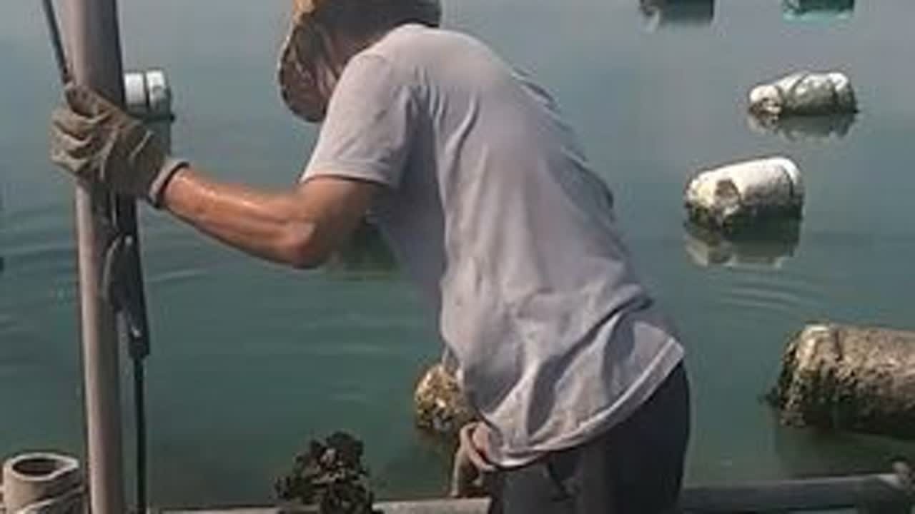 海蛎场又订购了海蛎，泰叔出海去捞几大袋，再收些贻贝和海蛎螺 #赶海 #贻贝 #海蛎 #螺 #海鲜
