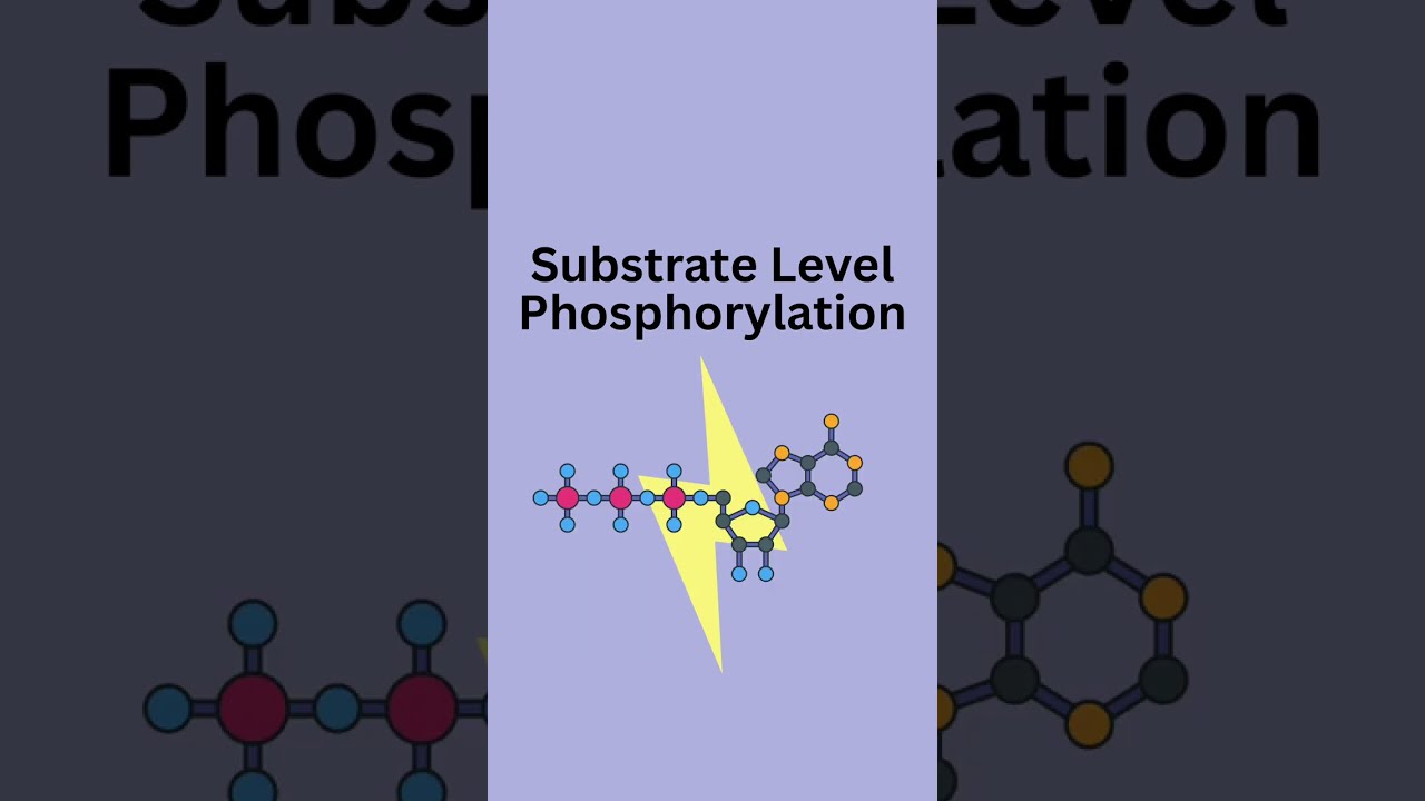 ATP is Made Before Reaching The Mitochondria | Substrate Level Phosphorylation