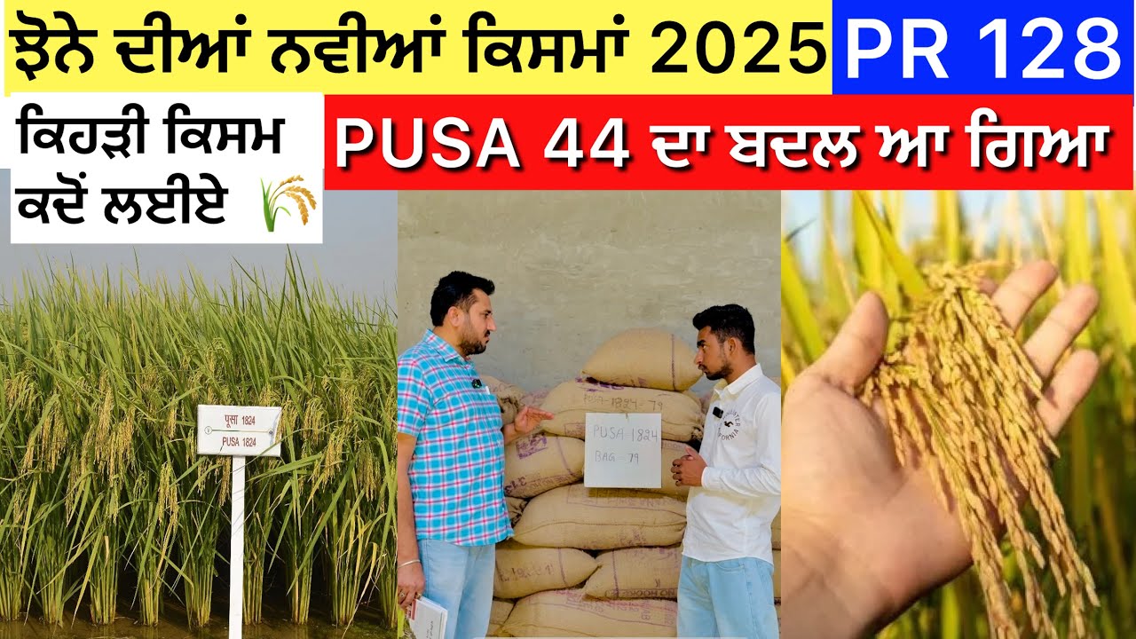 ਝੋਨੇ ਦੀਆਂ ਨਵੀਆਂ ਕਿਸਮਾਂ 2025  , ਪੂਸ਼ਾ 44 ਦਾ ਬਦਲ  All New Paddy Varieties …