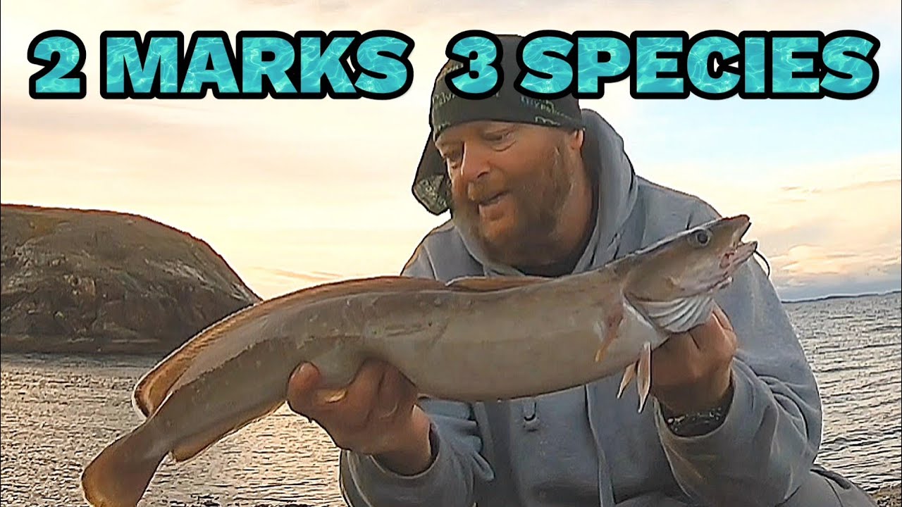 2 MARKS 3 SPECIES IN ONE DAY