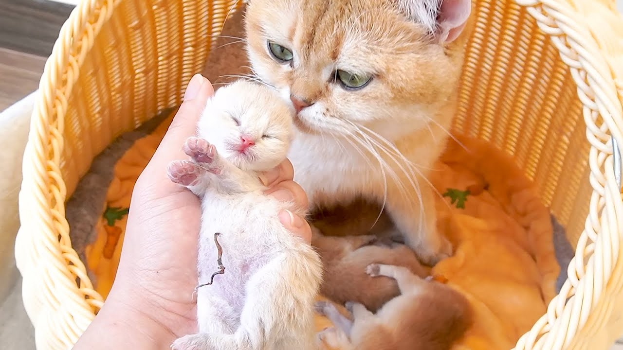Mother cat Samel's lovely cakes | Sweet kittens!