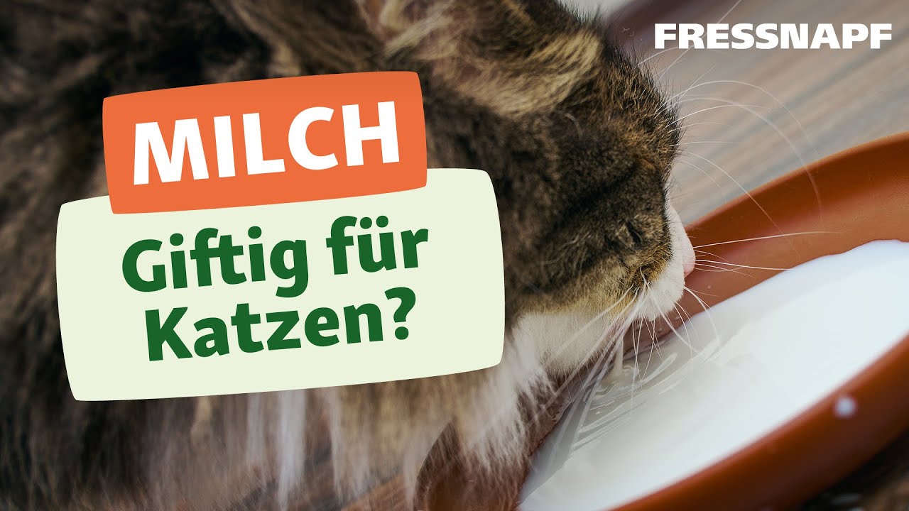 Warum sollten Katzen keine Milch trinken?