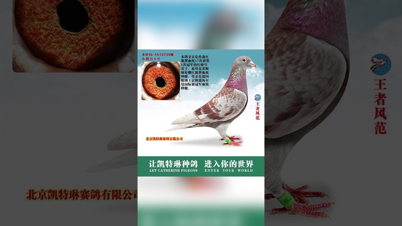 20-LET CATHERINE PIGEONS ENTER YOUR WORLD
