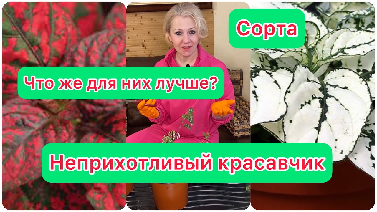 неприхотливый красавчик Гипоэстес для создания композиций, обрезаю, черенкую
