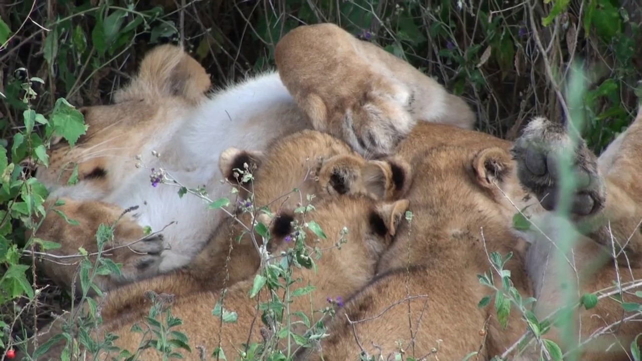 Tanzania Safari 2017