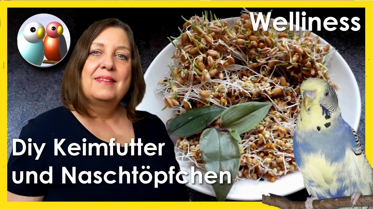 Diy: Wie stellt man Quell- und Keimfutter für Wellensittiche selber her? Naschtöpfchen und Vitamine
