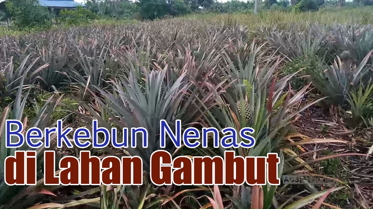 Berkebun Nenas di Lahan Gambut