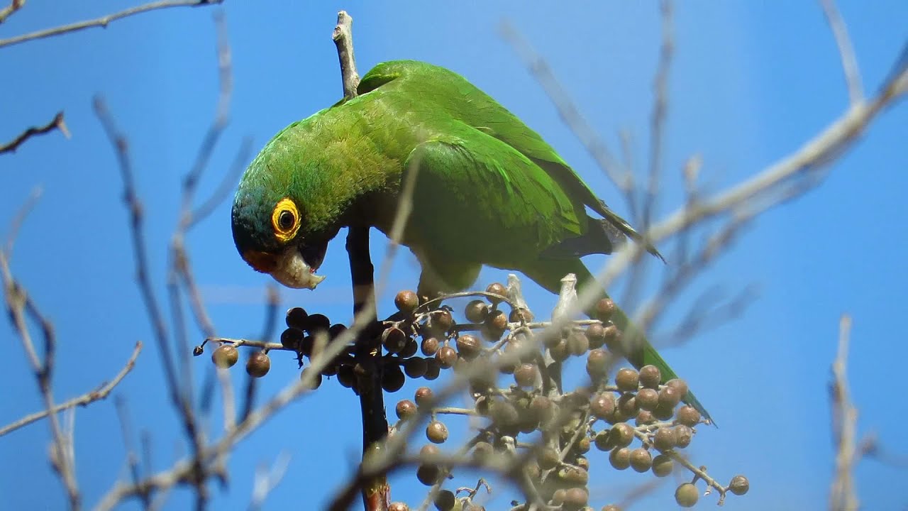 La historia natural del perico frente naranja (𝘌𝘶𝘱𝘴𝘪𝘵𝘵𝘶𝘭𝘢 𝘤𝘢𝘯𝘪𝘤𝘶𝘭𝘢𝘳𝘪𝘴)-Desvarios de historia natural