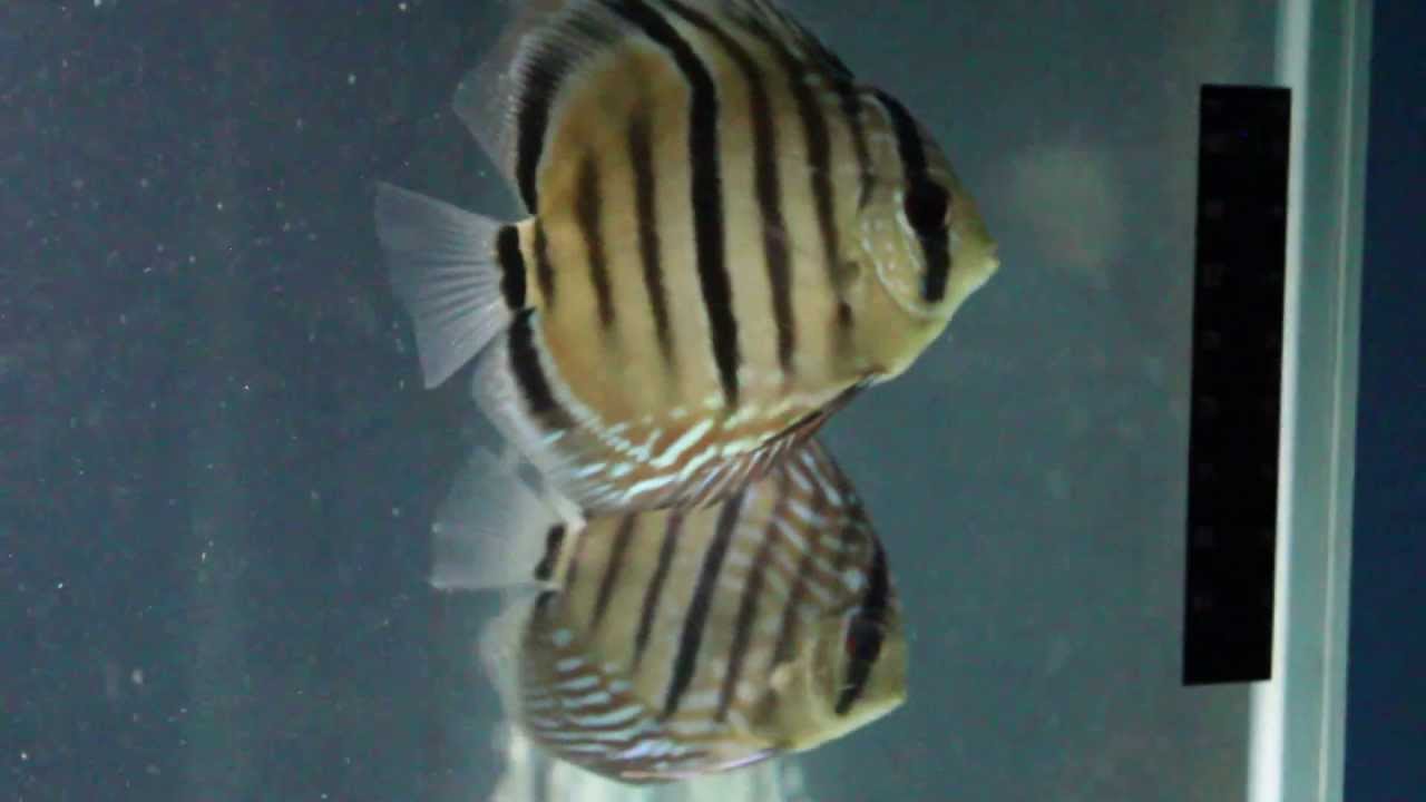 Kenny's Discus