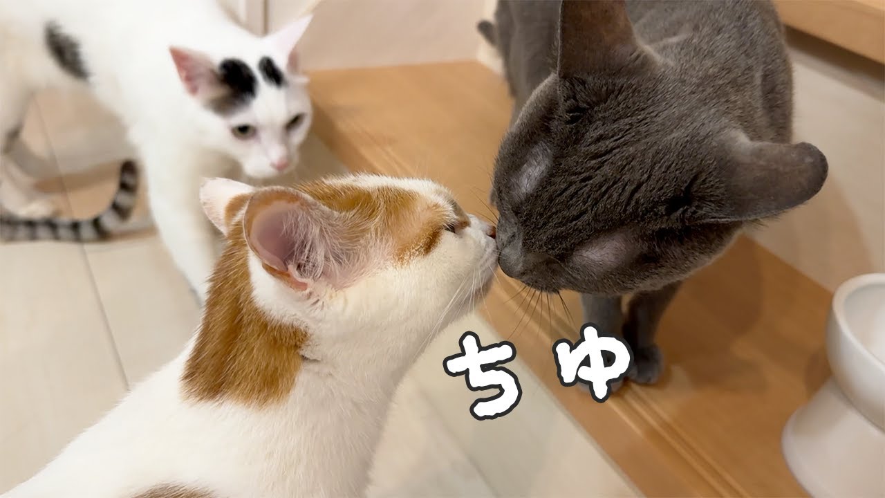 ごはん待ちでハムとトロが急接近してました！！