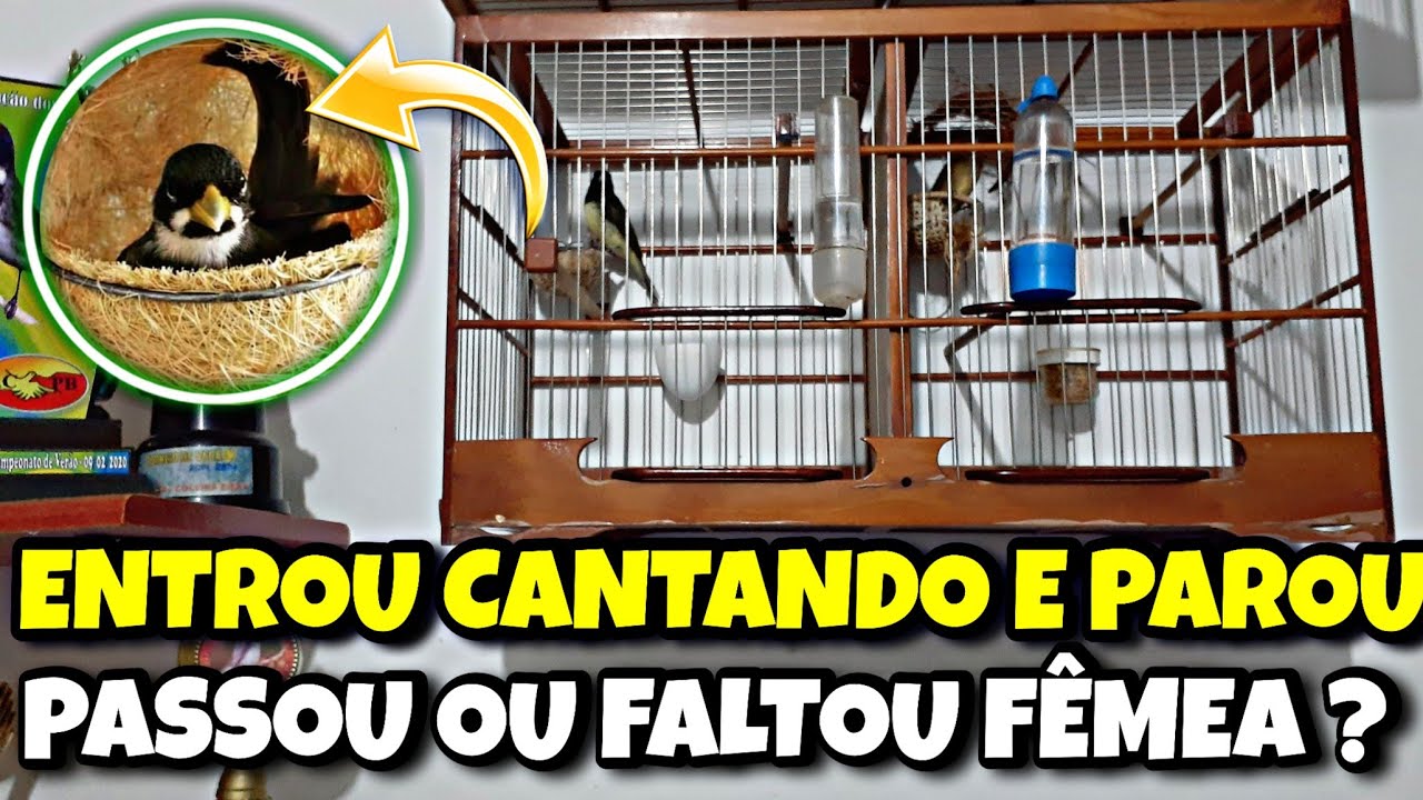 COMO AJUSTAR TEMPO DE MEXIDA E FÊMEA NO COLEIRO DICAS IMPORTANTE