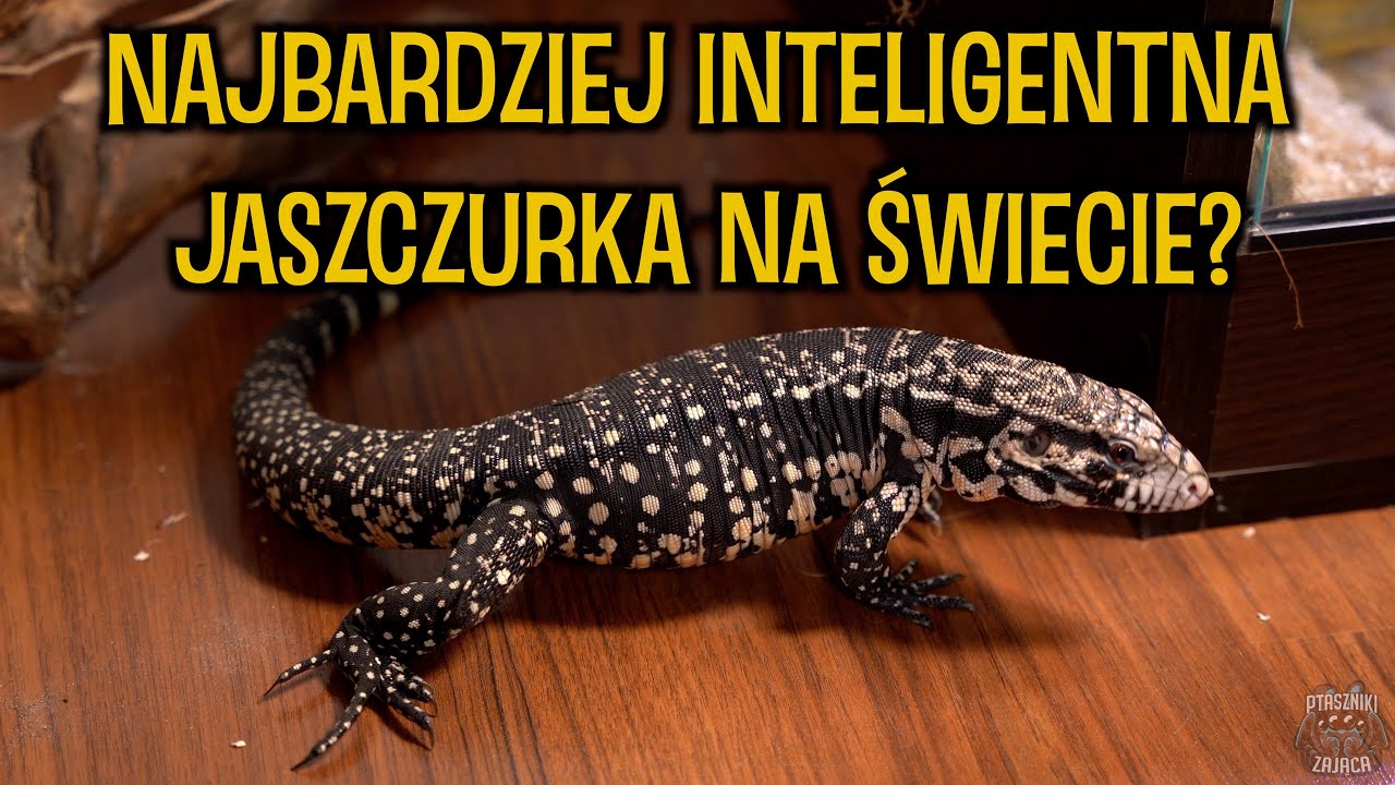 SMOK już jest, pora na jego wychowanie 🤯 Teju argentyński/ Tupinambis merianae