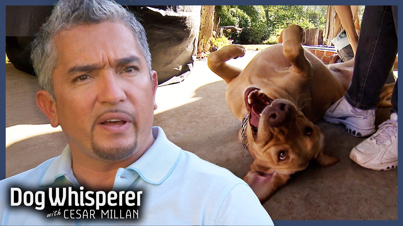 Cesar Saves Family From Out-of-Control Lab! | S5 E19 Full Episode | Dog Whisperer With Cesar Millan