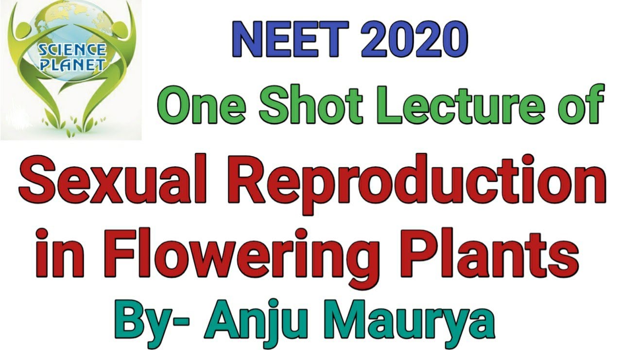 One Shot Lecture of Sexual Reproduction in Flowering Plants!!  By- Anju Maurya!!