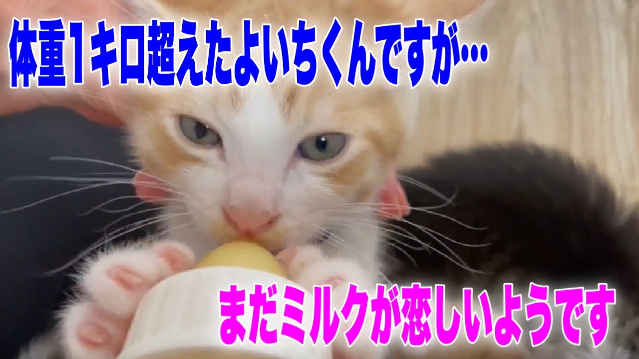 1キロ超えても哺乳瓶を離さない子猫と殺虫剤をかけられた子猫のその後【Kittens】