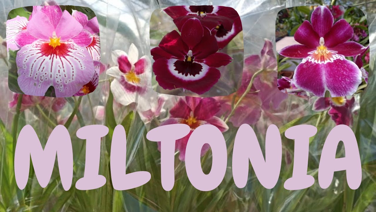 Aprenda a cultivar a orquídea Miltonia Colombiana