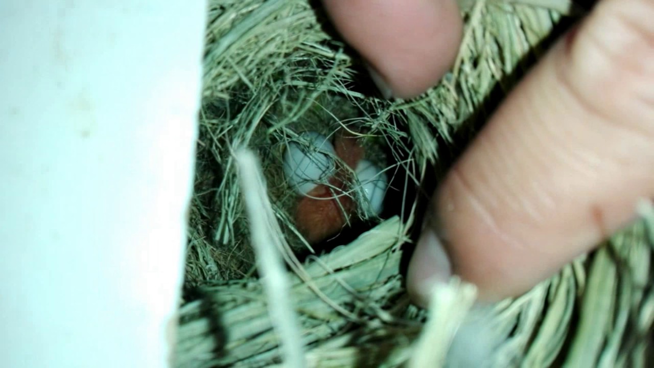 Vean como hicieron sus nidos mis agapornis y un nuevo pichoncito