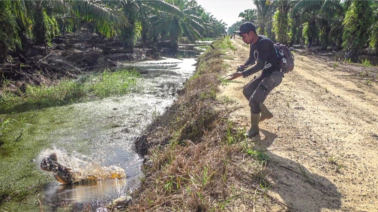 MENGEJUTKAN !!! SAMBARAN TIBA2 DARI BAWAH LUMUT IDAMAN PEMANCING GABUS