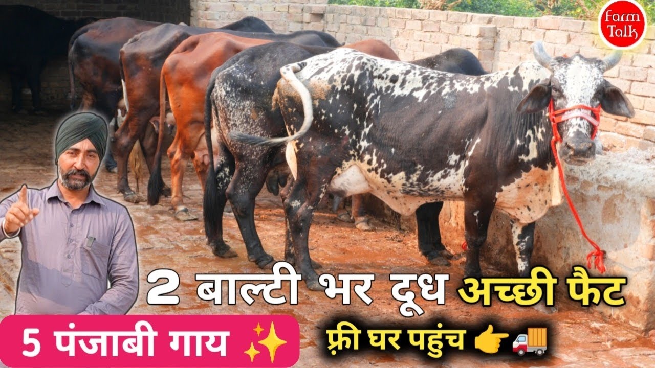 2 -2 बाल्टी दूध वाली गाय 👉 पंजाब 5 गाय से डेयरी बन जाएगी Rathi & Gir Cross Breed Cow For Sale #Dairy