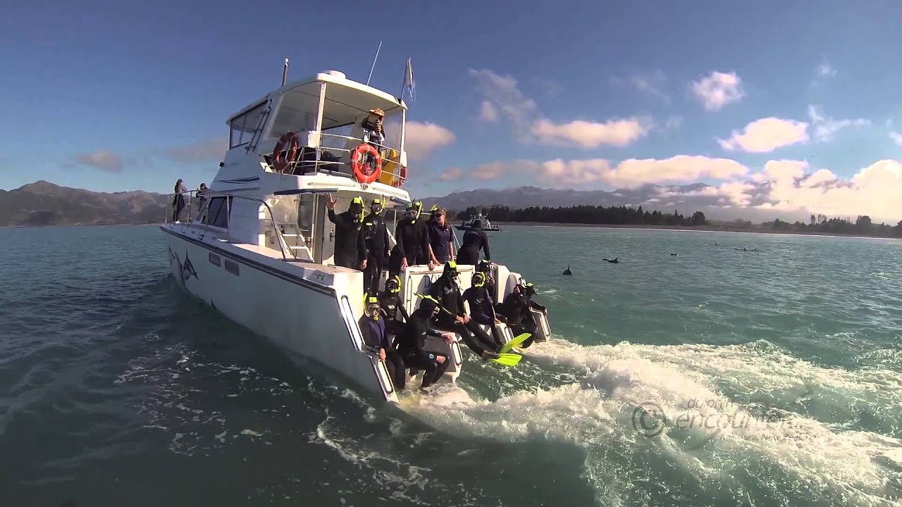 Swim with Dolphins in Kaikoura. Kaikoura's best dolphin watching experience.