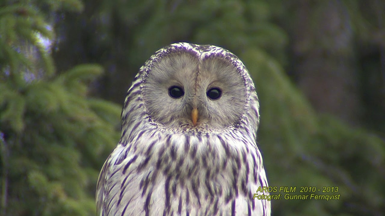 UGGLOR  Owls  Klipp - 2355