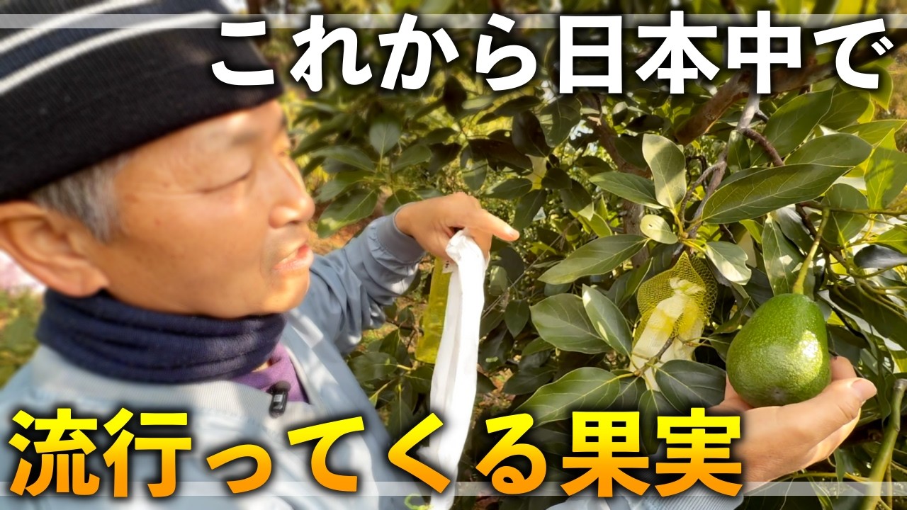 【今騒がれてる！】温暖化時代・これから日本中で作られ始める果実「アボカド」について！課題についても全て共有！！！！【順ちゃん農園 FULL動画】
