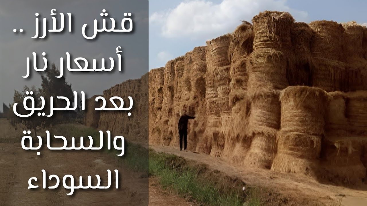 قش الأرز .. أسعار نار بعد الحريق والسحابة السوداء