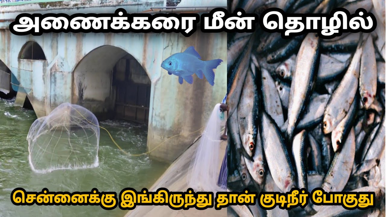 Anaikarai Fishing | அணைக்கரை மீன் பிடித்தல் | @Faiz Vlog Production |