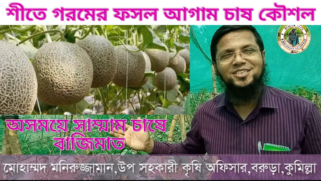 Rock melon রকমেলন শেড নেটে সফল বানিজ্যিক চাষ কৌশল|How to grow melon in green net in winter|gấu|तरबूज