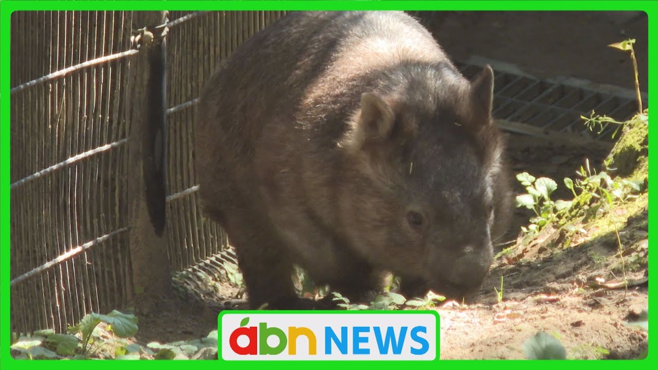 茶臼山動物園 ウォンバットの「モモコ」が死ぬ（abnステーション 2024.01.30）