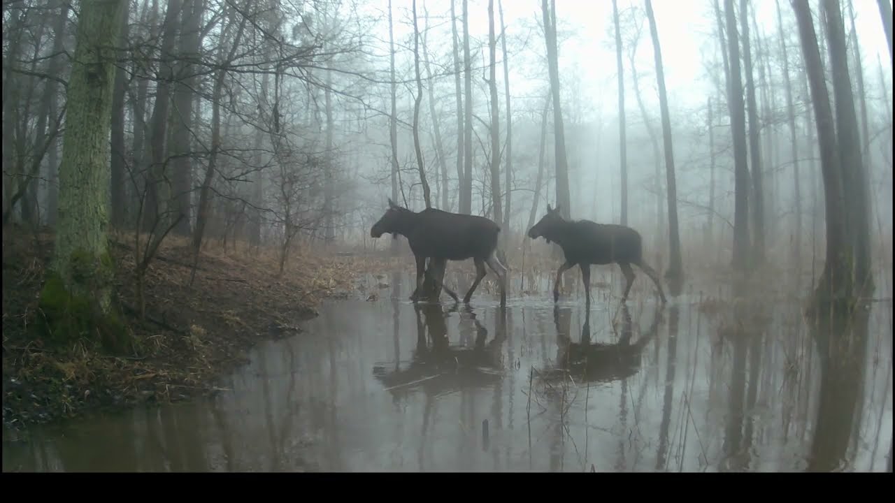 Jest nadzieja  / There Is Hope | The Forest Between Winter and Spring