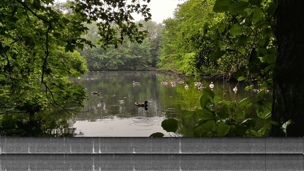 Rain by the pond