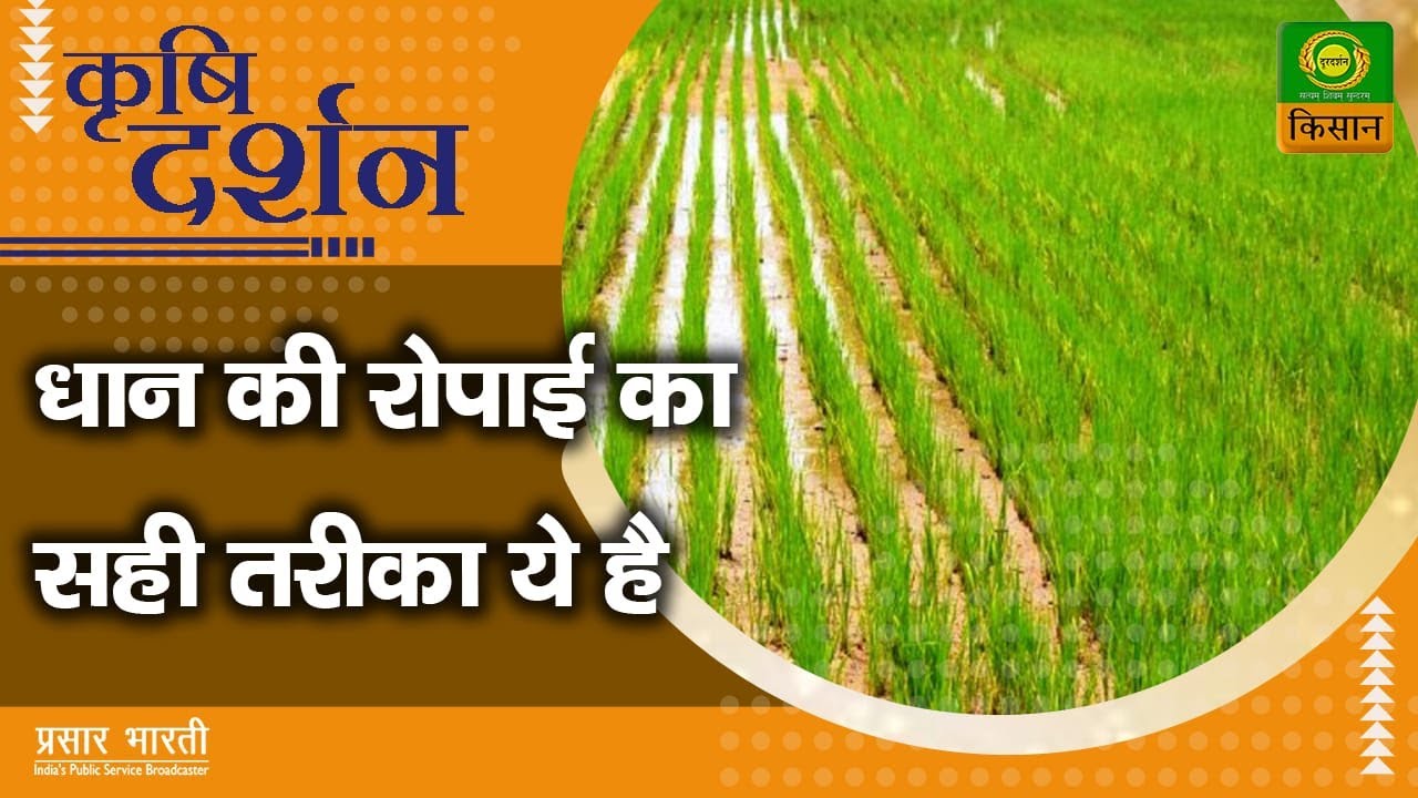 कृषि दर्शन : धान की रोपाई का सही तरीका ये है   | Krishi Darshan | July 08, 2022