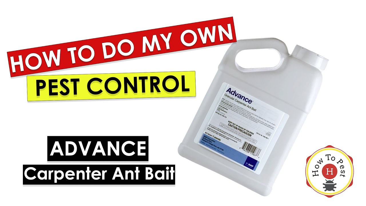 DIY Pest Control &ndash; Advance Carpenter Ant Bait Tutorial | Eliminate Carpenter Ant Colonies Fast
