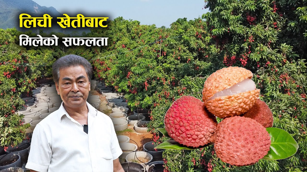 ४० रोपनीमा लिची खेती गरेका रामकुमार यसरी सफल बने | Lychee farming | Story of Success
