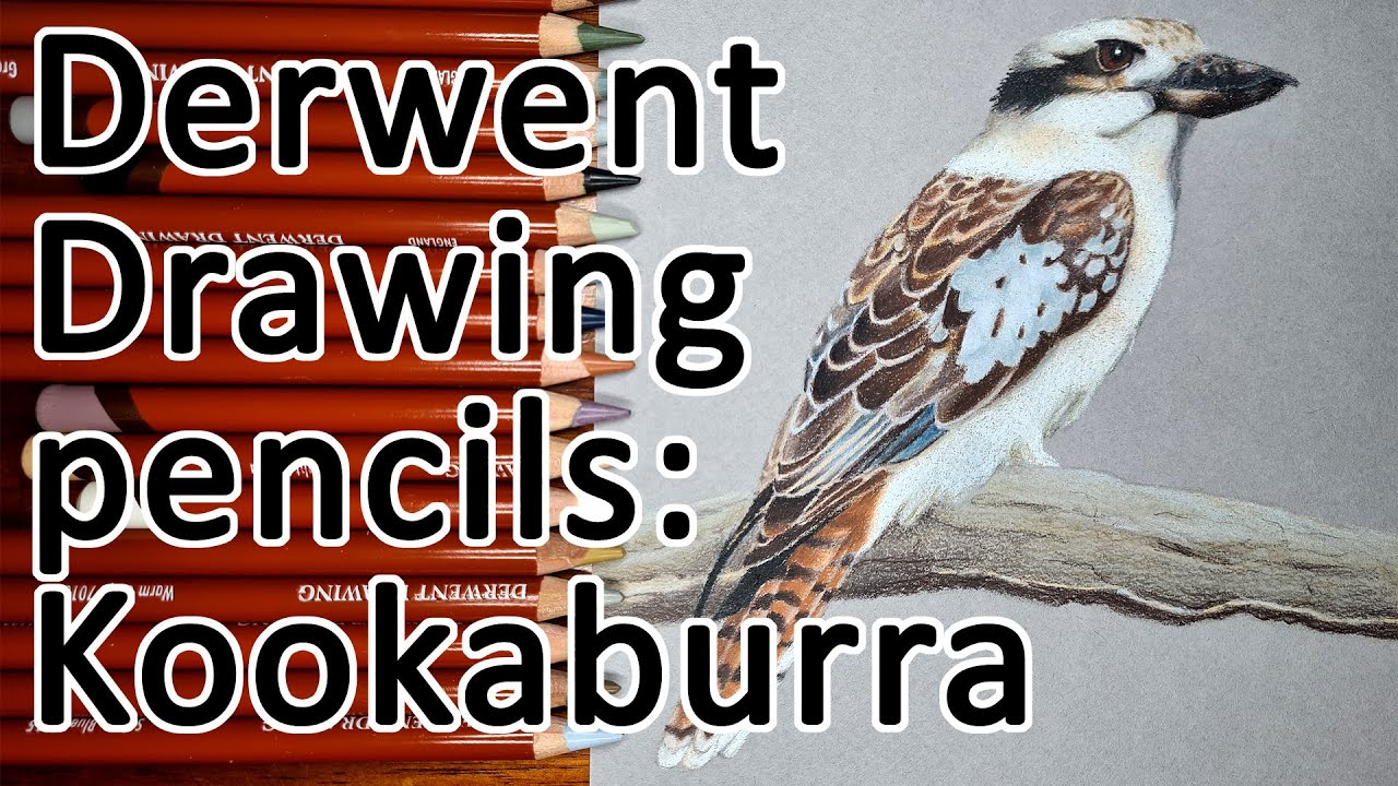 REALISTIC BIRD - Drawing a Kookaburra with Derwent Drawing colour pencils on Canson Mi-Teintes paper