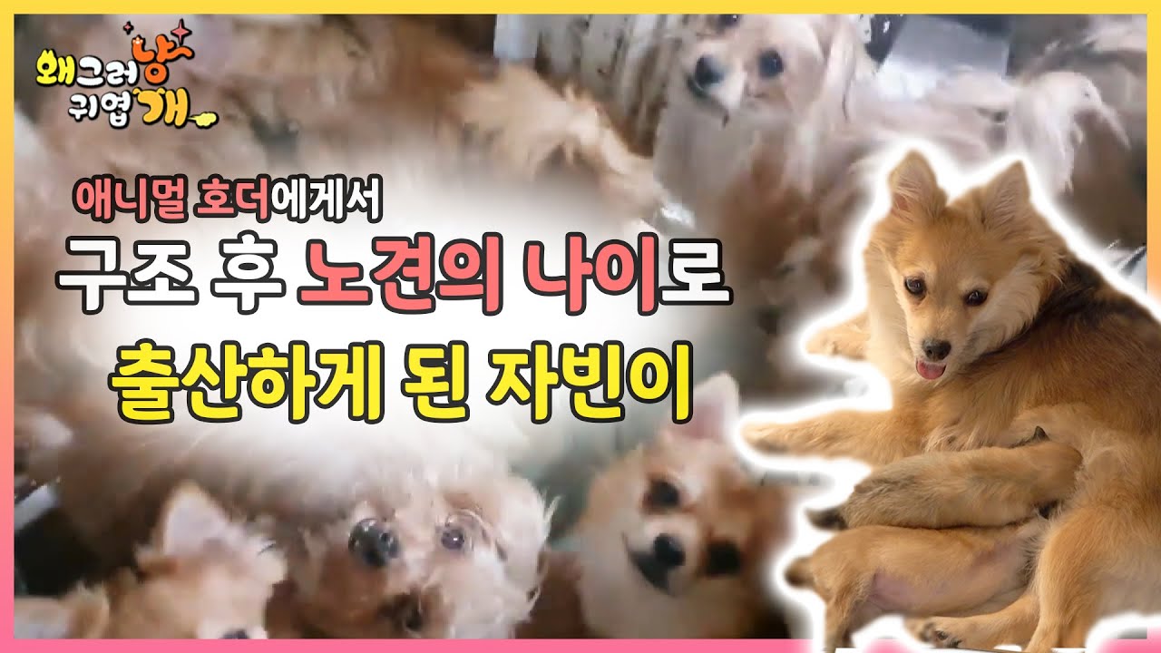 애니멀 호더에게서 구조되어 모든 것이 낯선 자빈이 그리고 출산까지