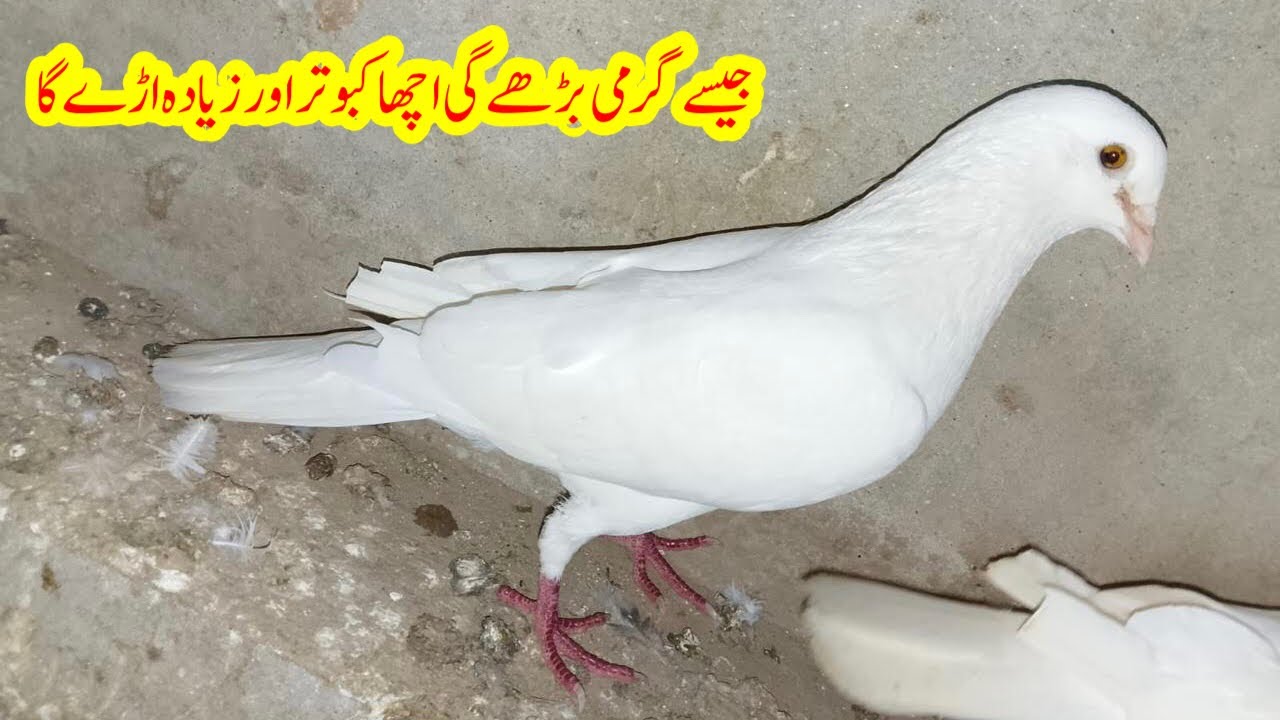 Garmi Main Acha Kabootar Zadia Udey Ga || Afzaal Pigeons