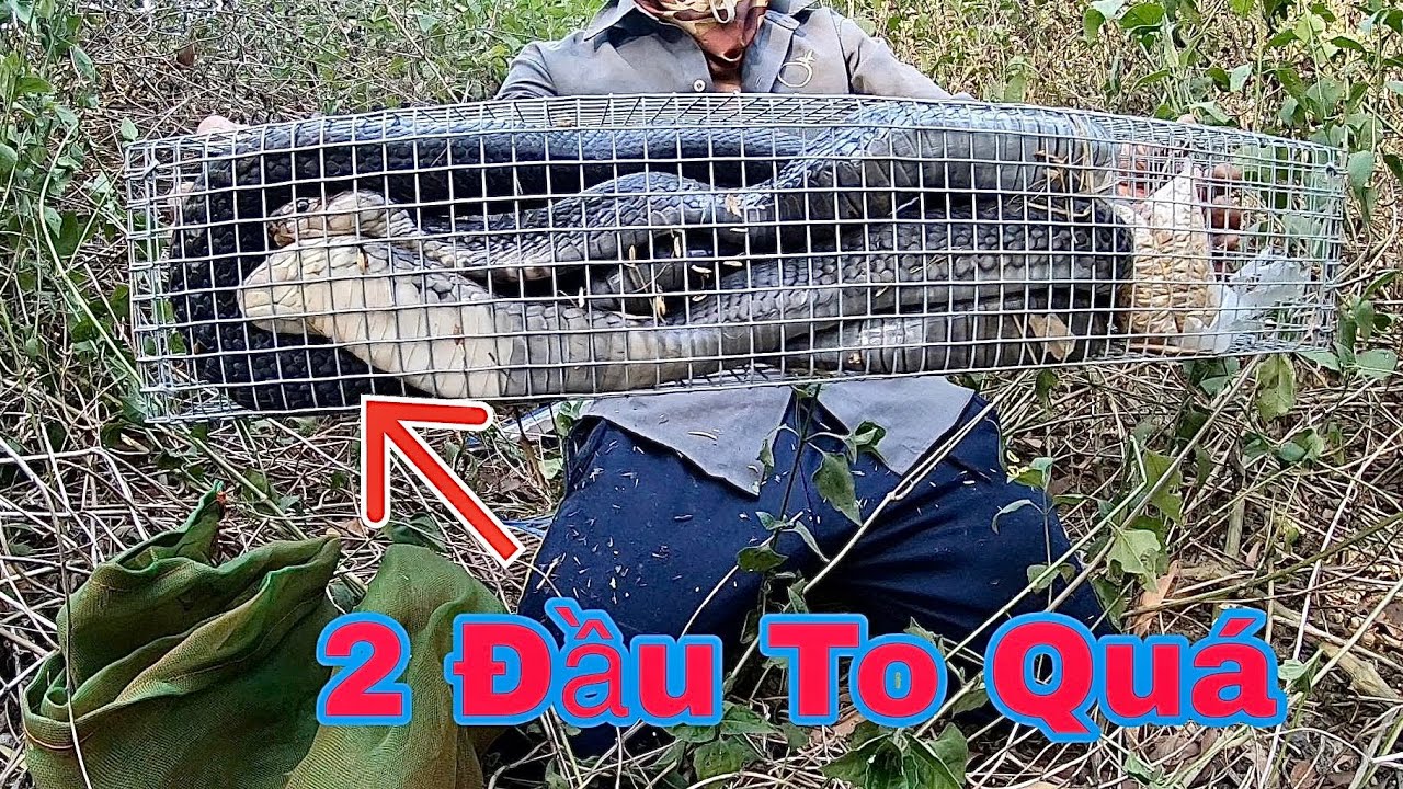 Gần 10 Năm Bắt Rắn Mới Gặp Cảnh N&agrave;y - B&iacute; Ẩn Nơi Rừng Hoang