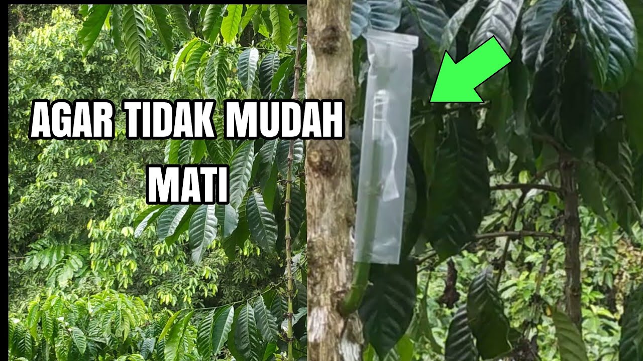 Cara pasang stek kopi //petani alam