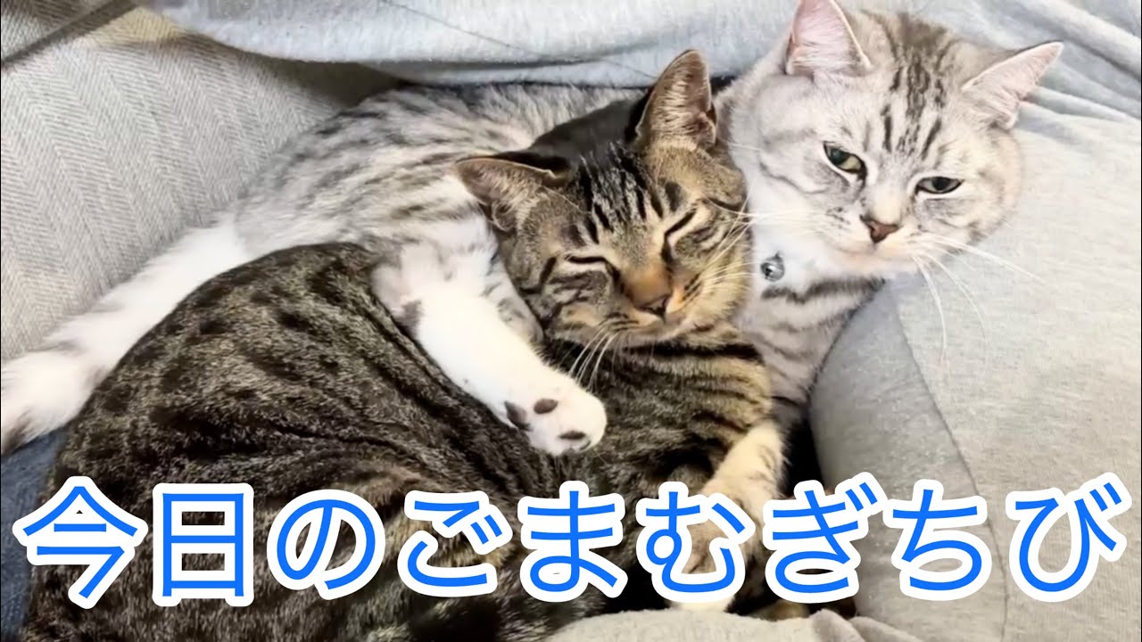 今日のごまむぎちび🐱