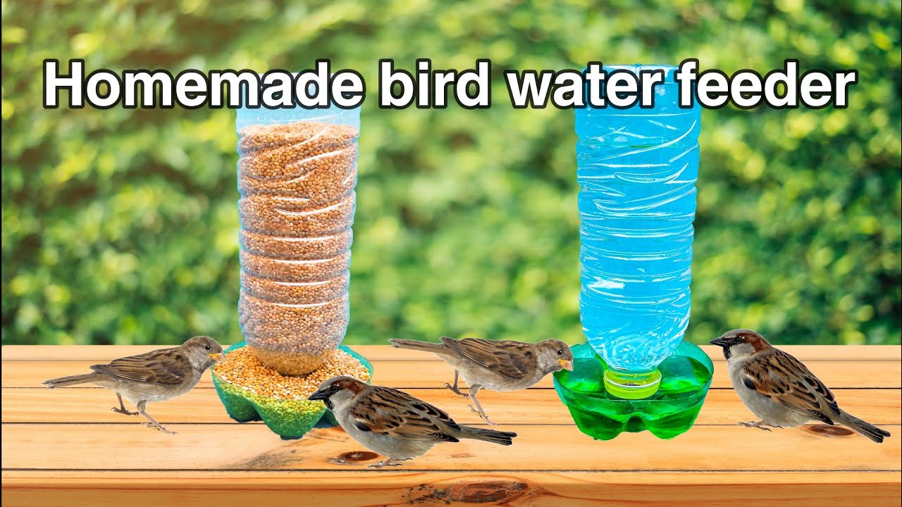 Bird Feeder Homemade | Feeding wild birds,Sparrow,bricolage #birds #birdsound